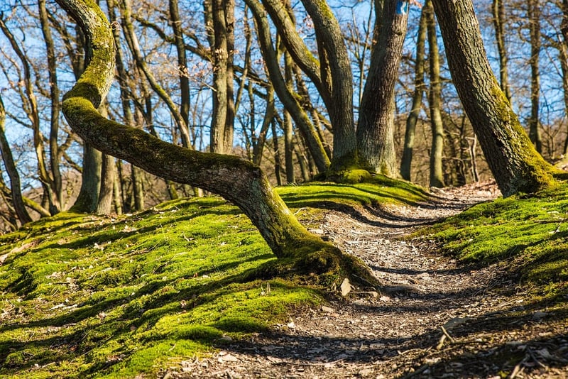 Lost Trails